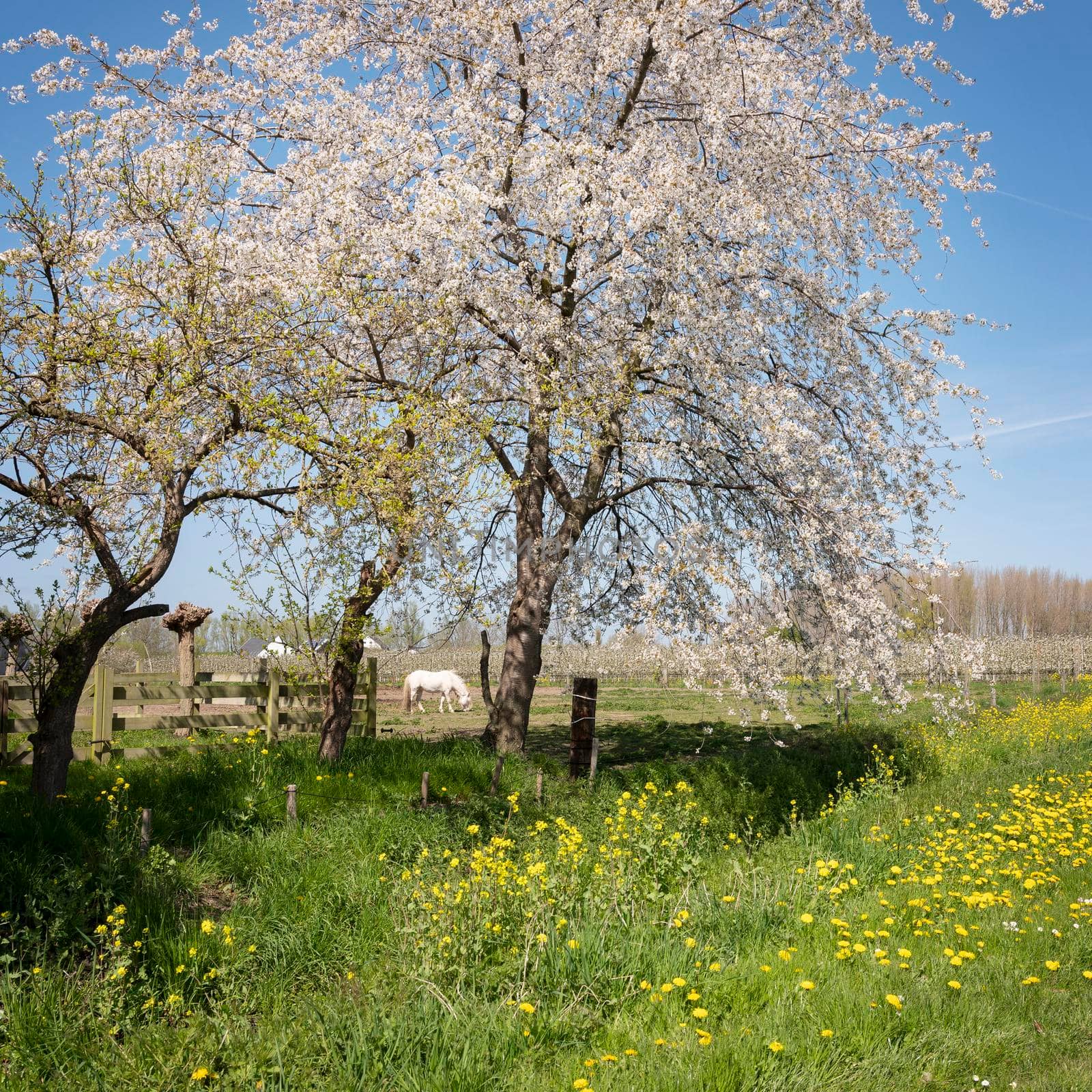 white horse amongst blossoming spring flowers in the netherlands under blue sky by ahavelaar