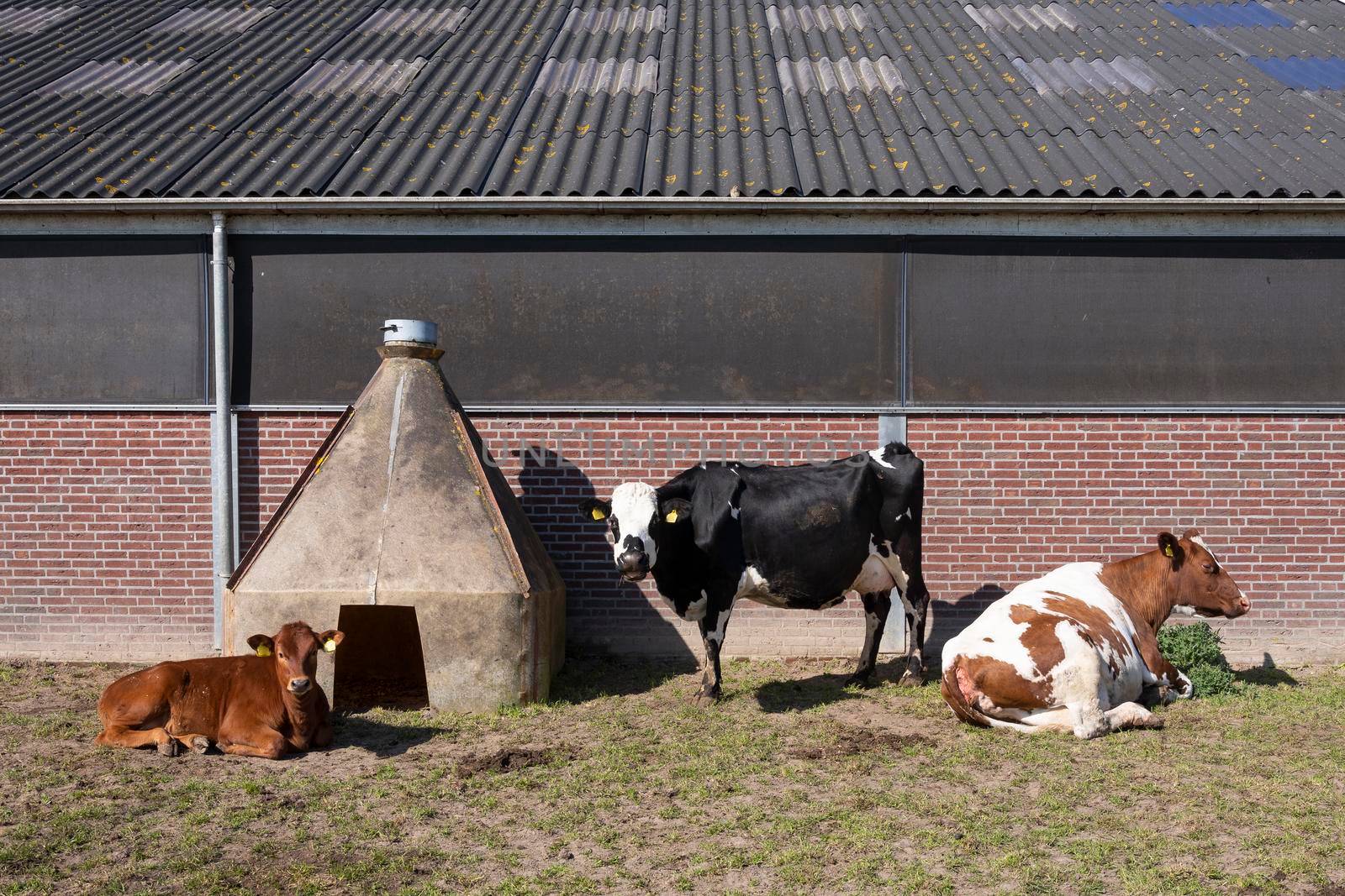 spotted black and red cows and calf outside farm in the netherlands on sunny spring day