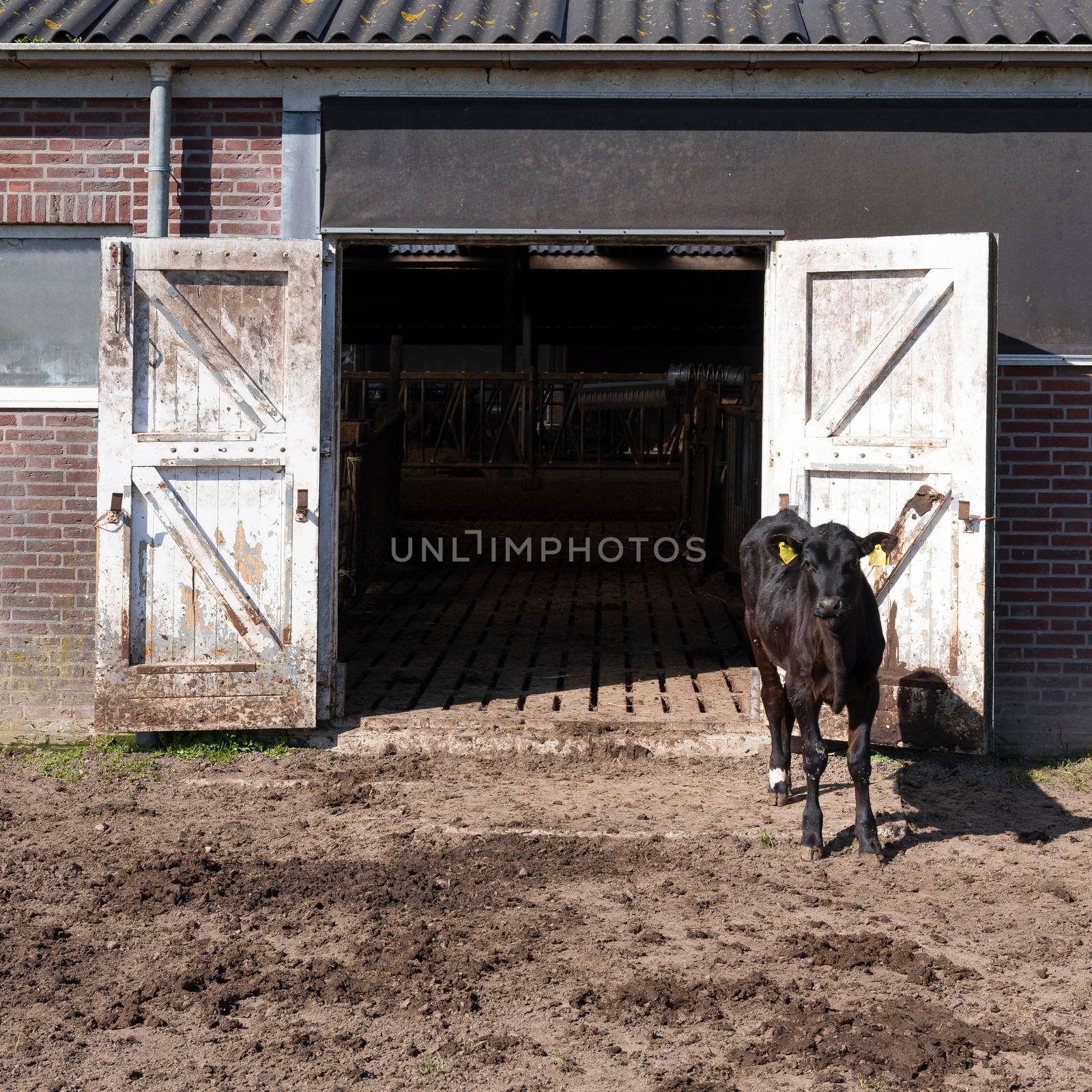 black calf outside barn doors of old farm in the netherlands by ahavelaar