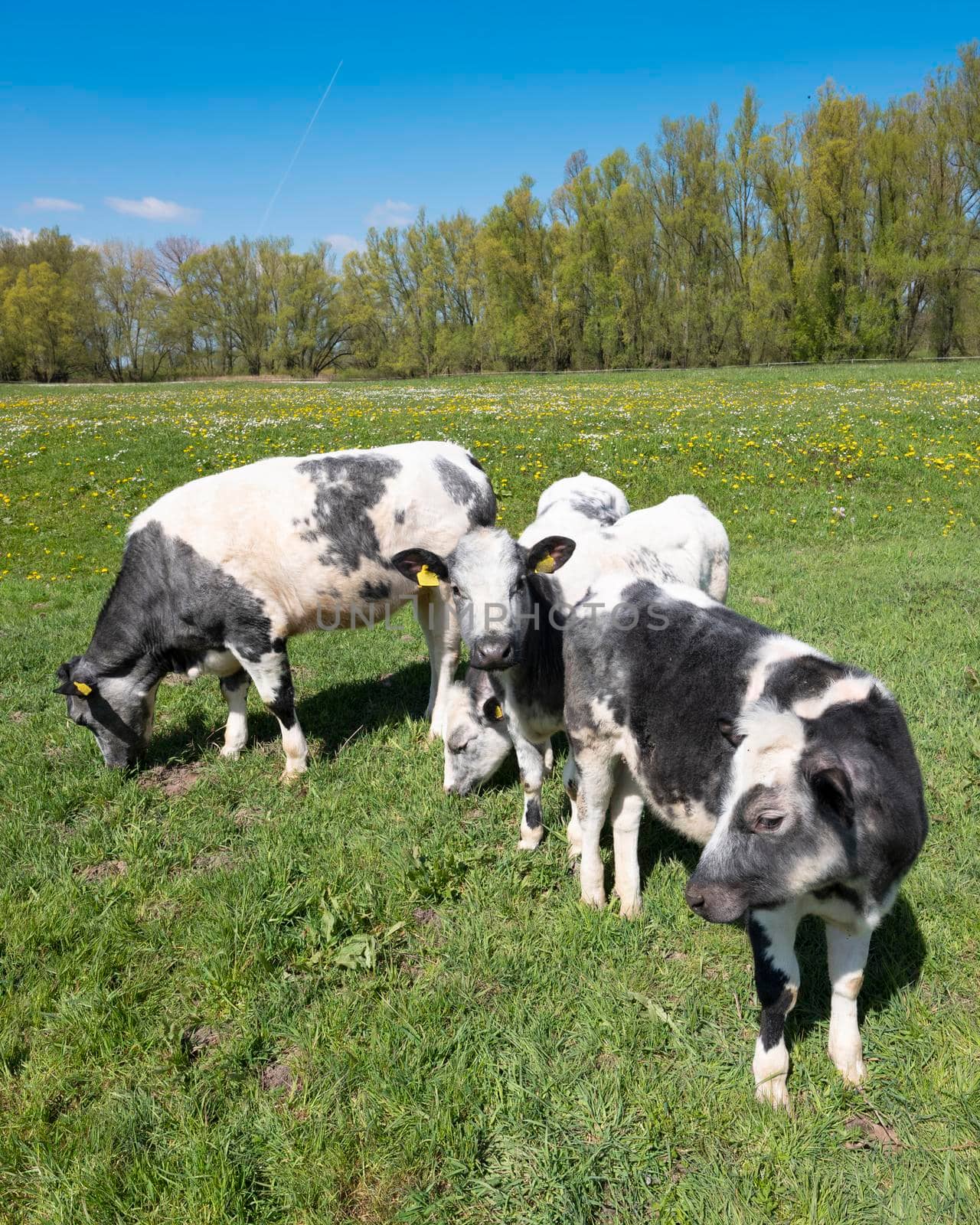calves in grassy meadow with spring flowers on sunny spring day under blue sky in dutch area land van maas en waal in the netherlands