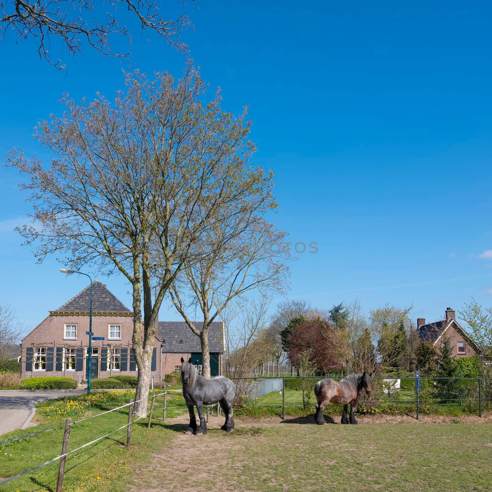 strongy built horses in spring near s hertogenbosch in the netherlands under blue sky by ahavelaar