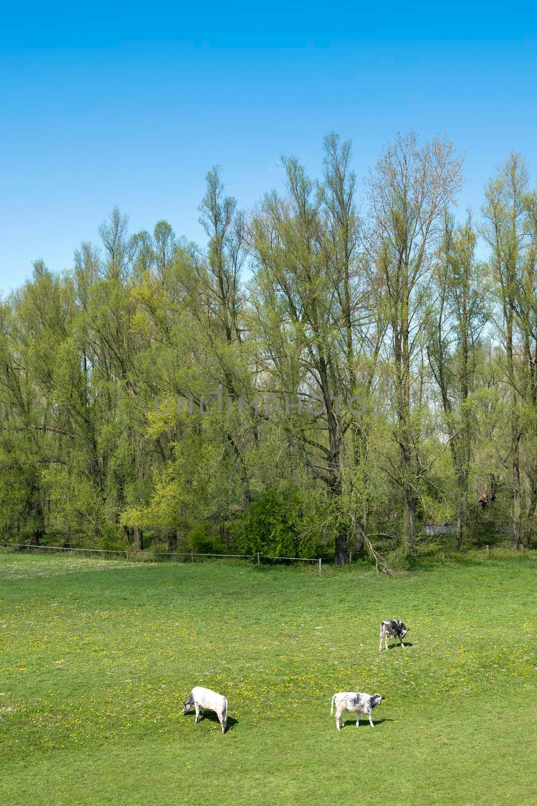 calves in grassy meadow with spring flowers on sunny spring day under blue sky in dutch part land van maas en waal by ahavelaar