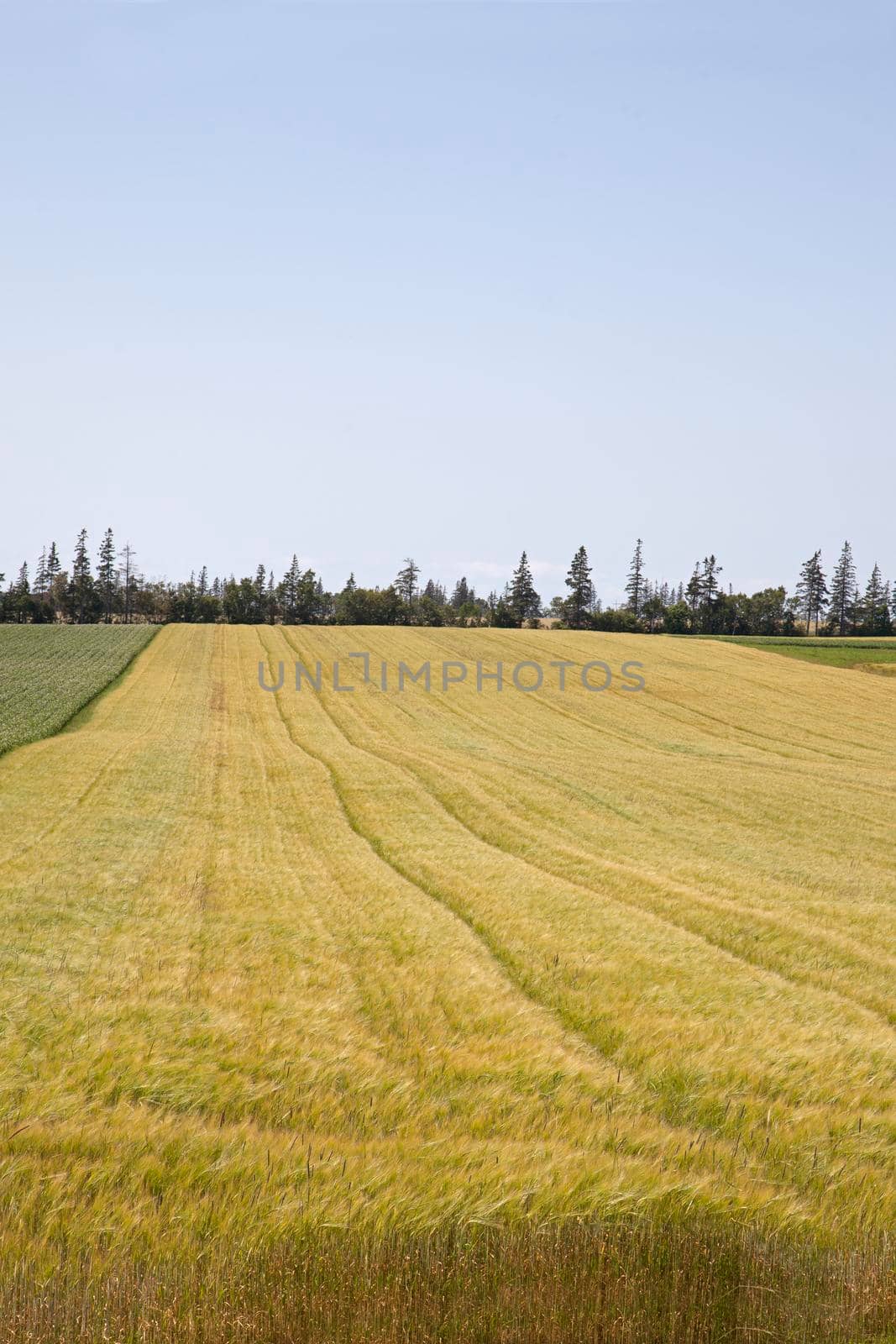 A field with yellowish green grass or crop growing in the east coast of Canada in summer