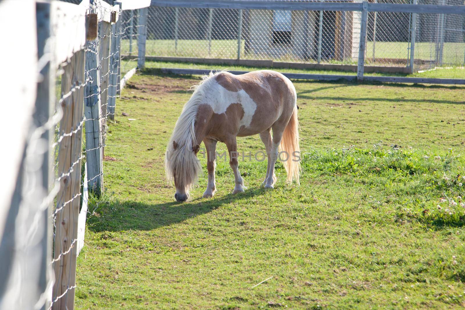 A small brown and white pony nibbles on some grass in the sunlight beside a wooden fence 