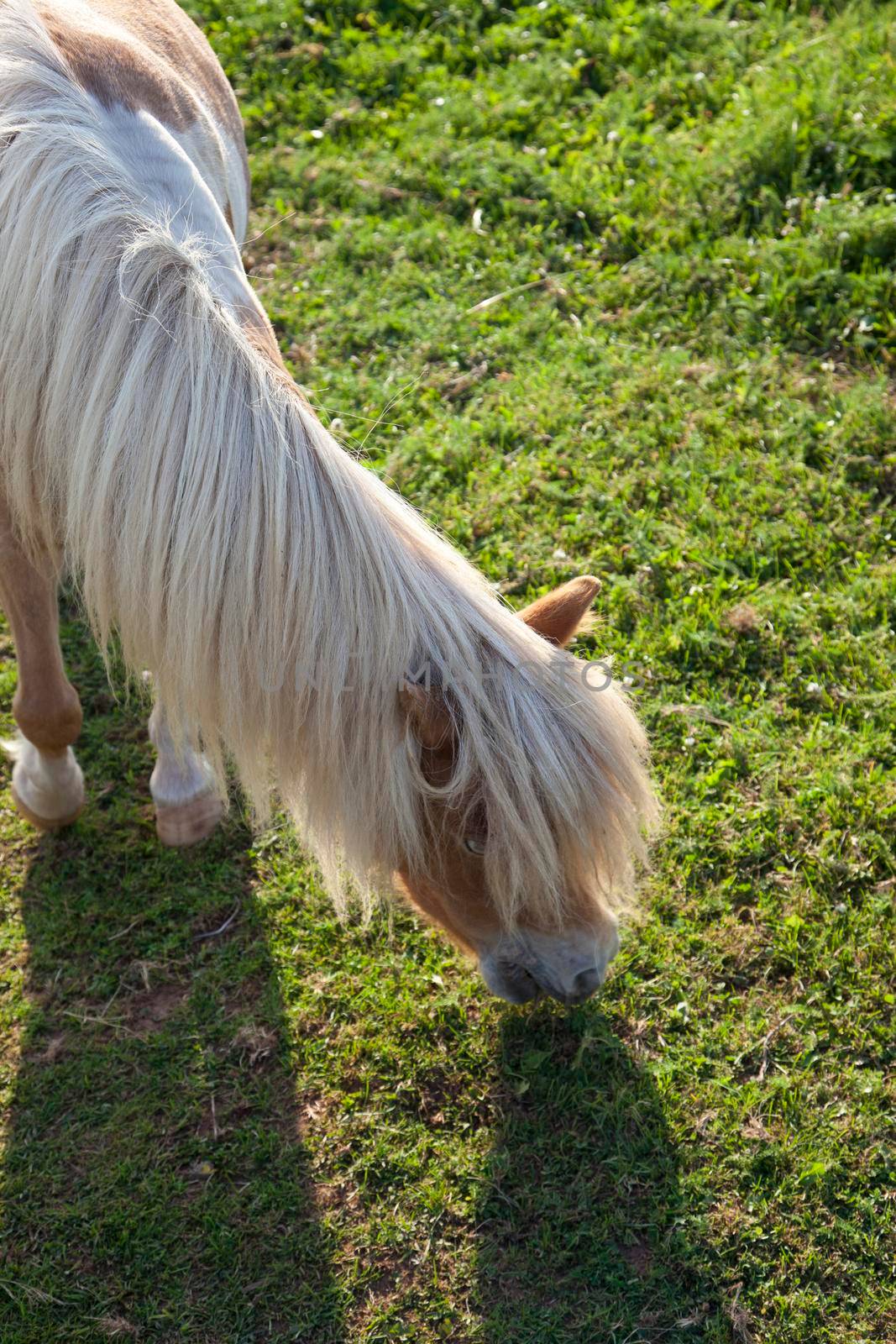 Looking down on a brown and white pony having a grassy snack