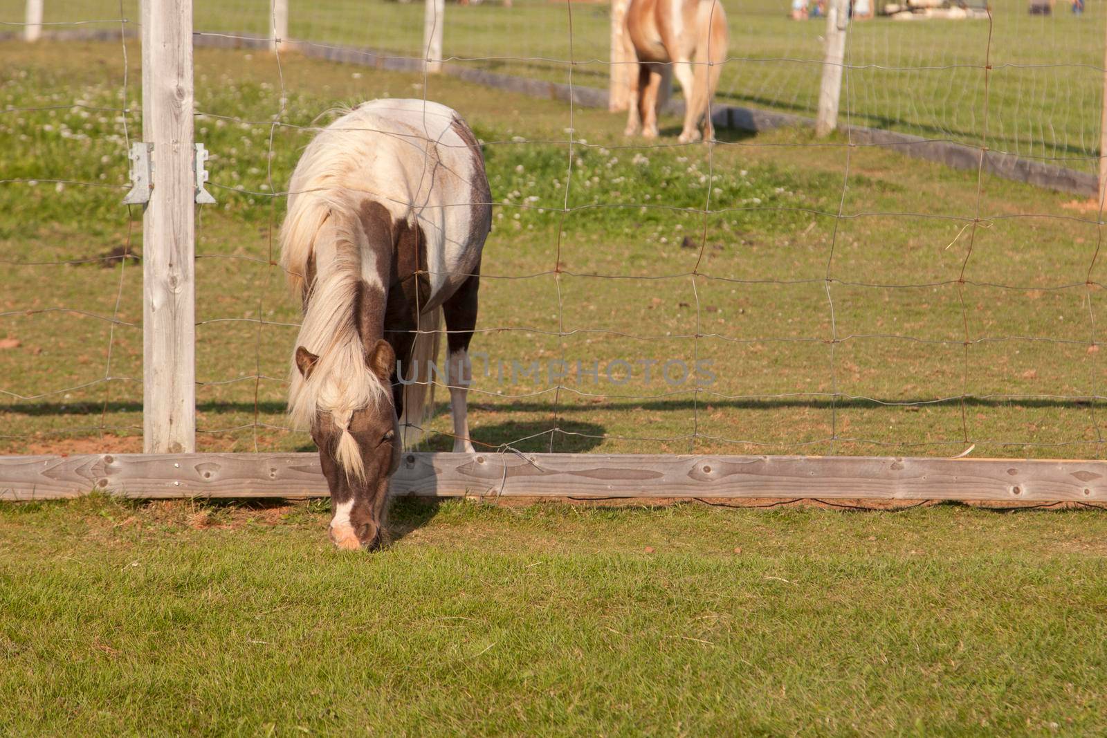 a pony having a grassy snack through a hole in the wire