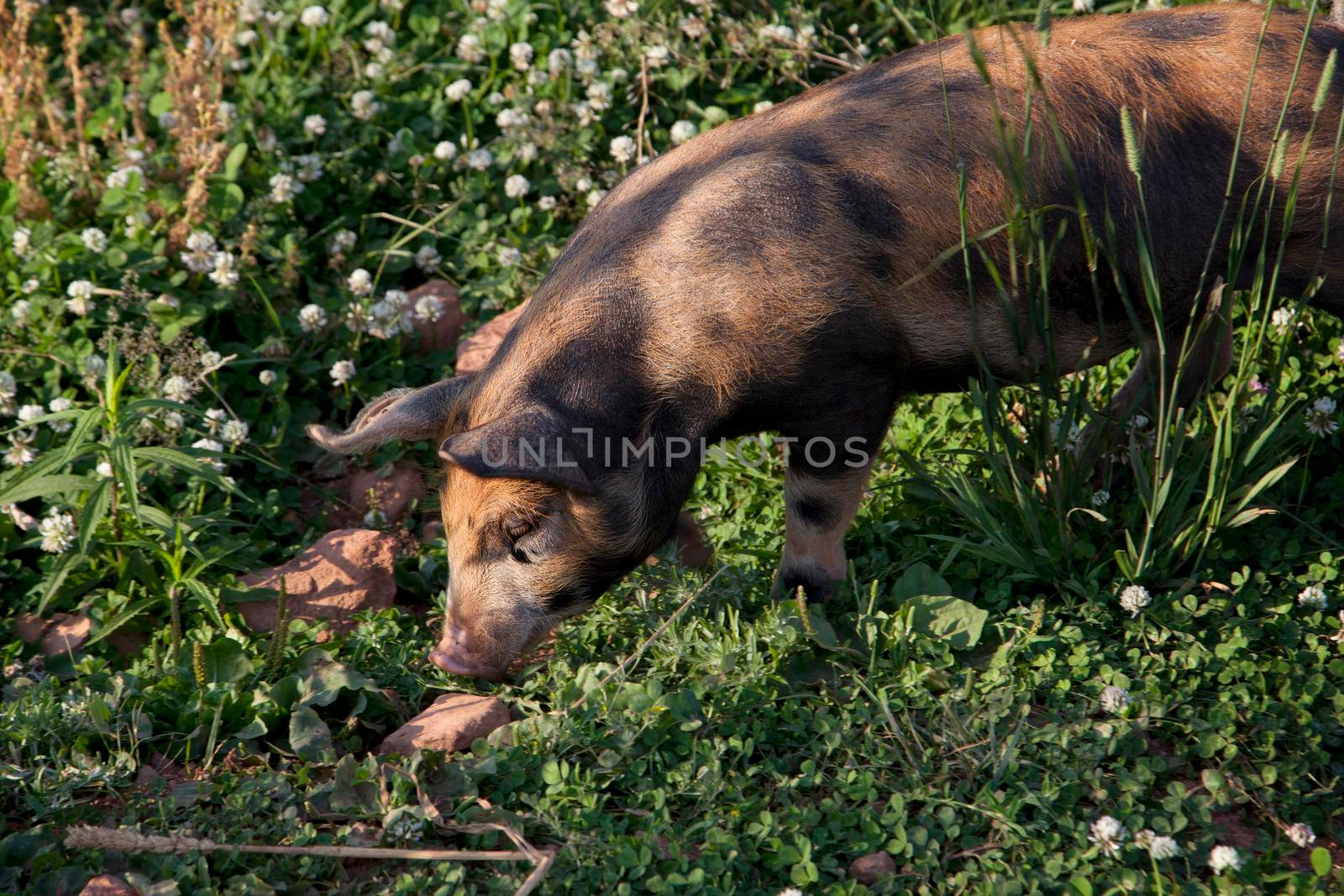 brown and black pig eating flowers by rustycanuck