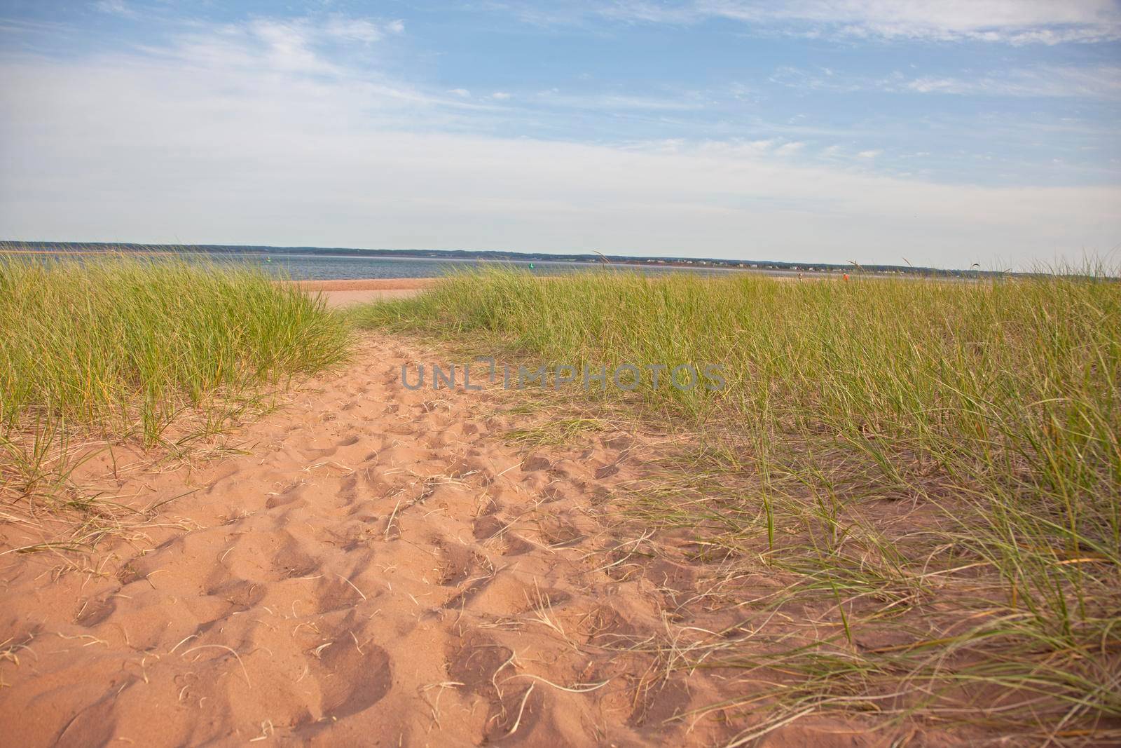 Grassy trail through the sand down to the ocean on a summer day 