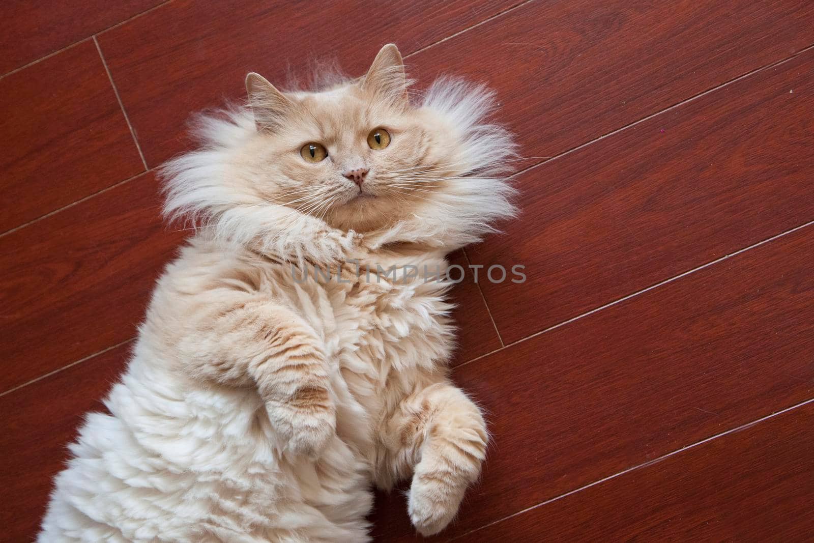 Cute orange fluffy cat looks up at the camera while relaxing on the floor at home