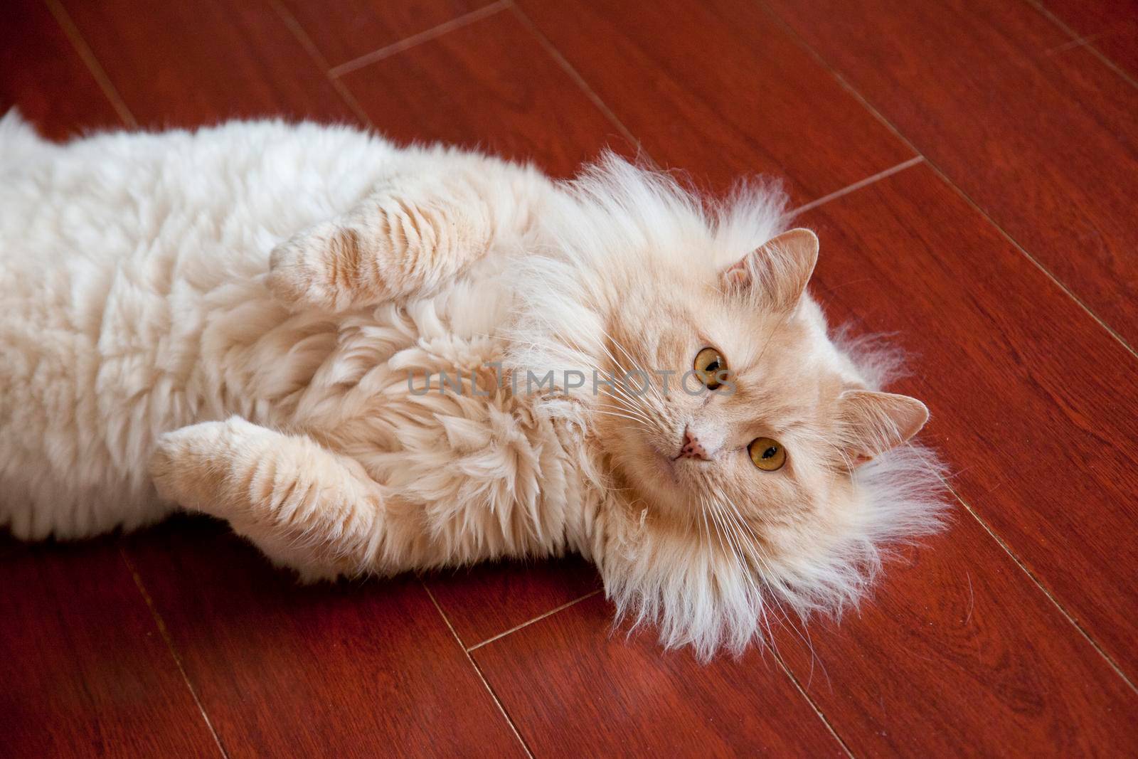 Cute buff colored cat lays on its side with paws up  by rustycanuck