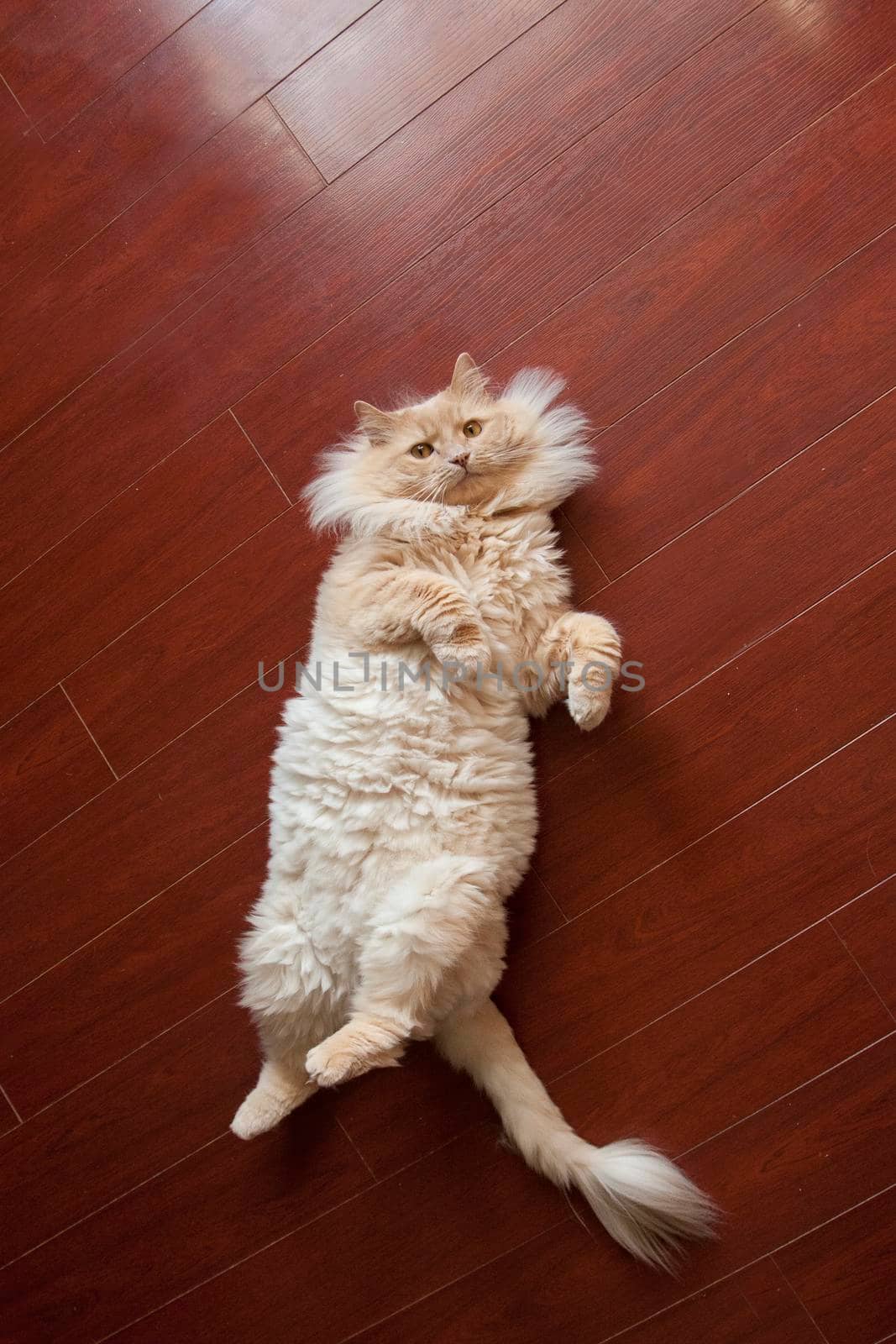 Buff cat poses dramatically on the floor with hardwood and copy space 