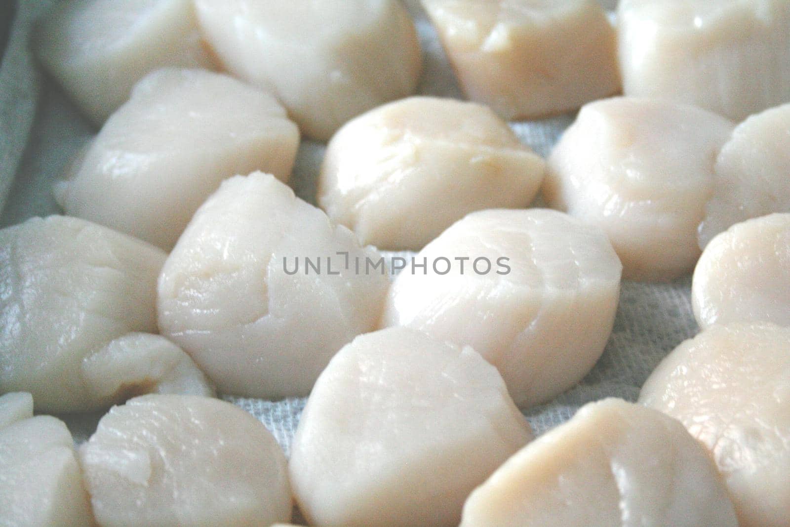 Group of delicious looking raw white scallops ready to be eaten from the sea 