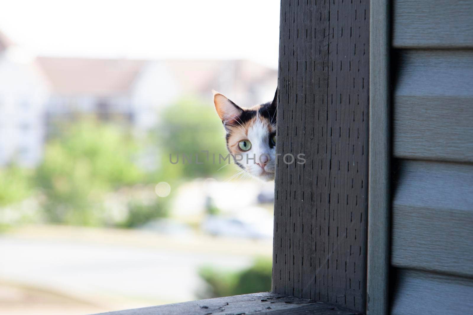 a shy cat around the corner  by rustycanuck