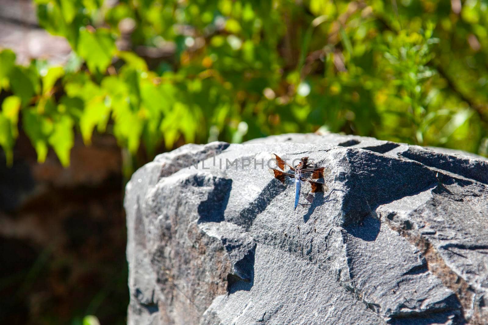 brown and blue dragon fly outside on a rock with copy space 