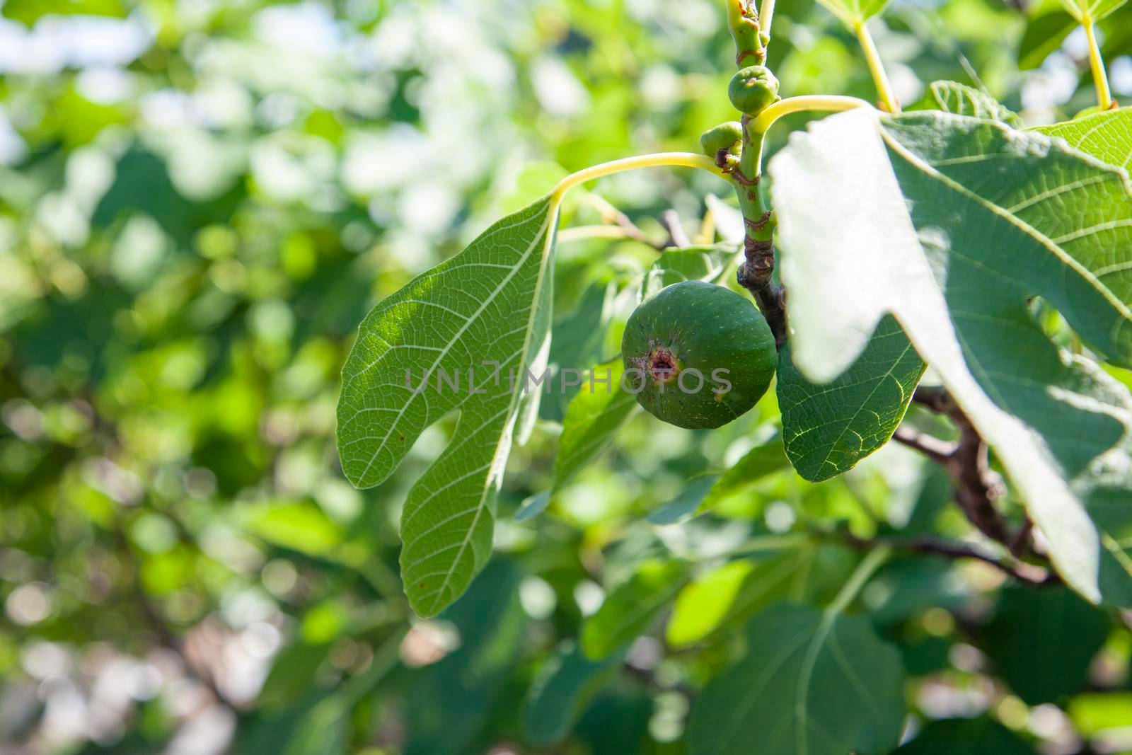a beautiful raw fig on a fig tree outside 