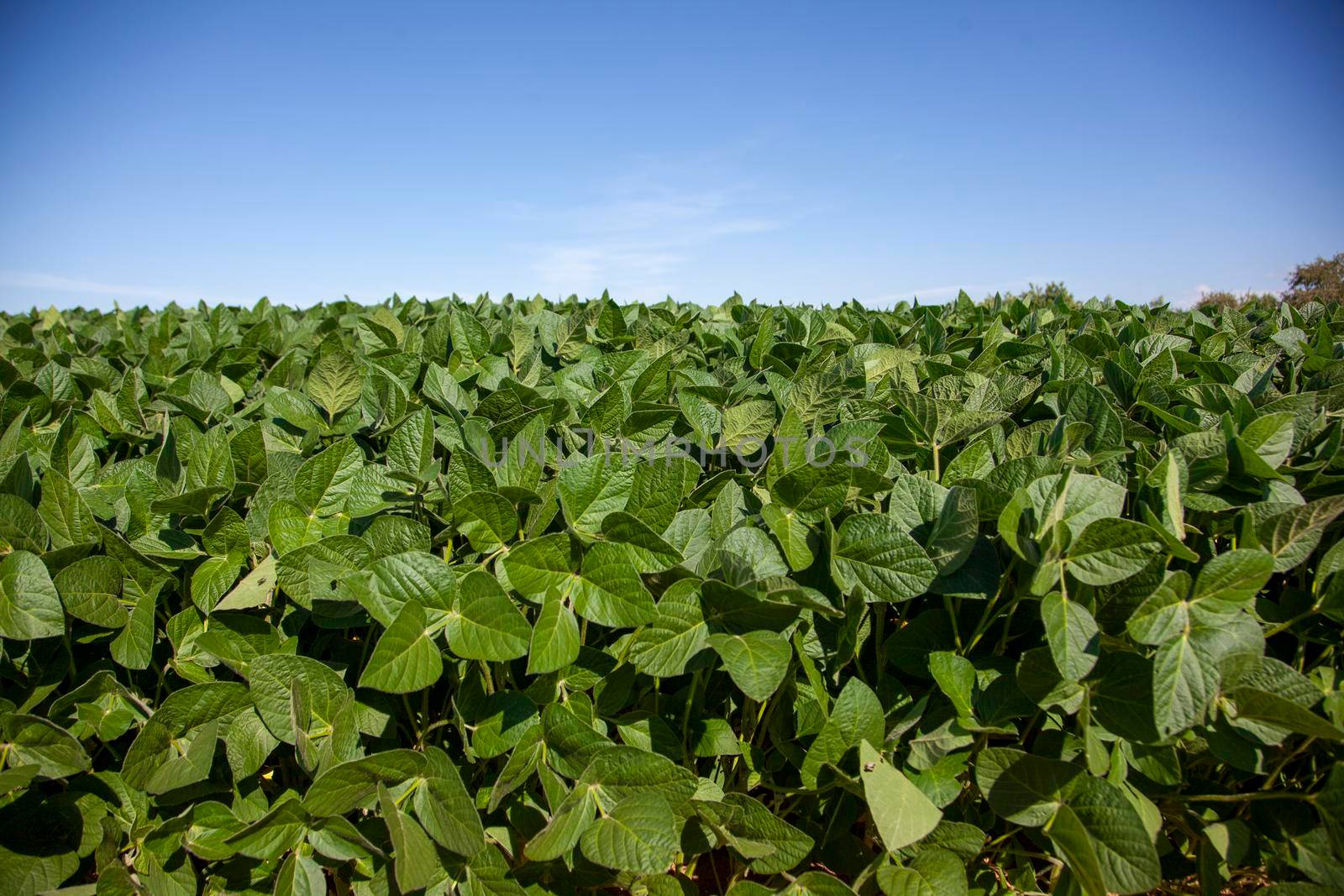 large field of soy plants  by rustycanuck