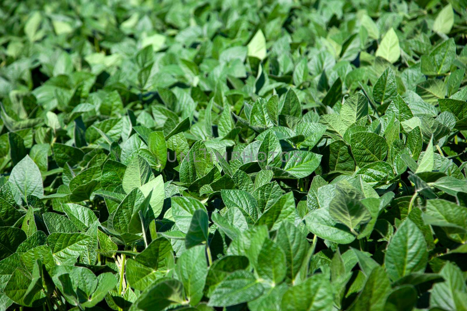 close view of soy leaves in a farm or field of soya plants 