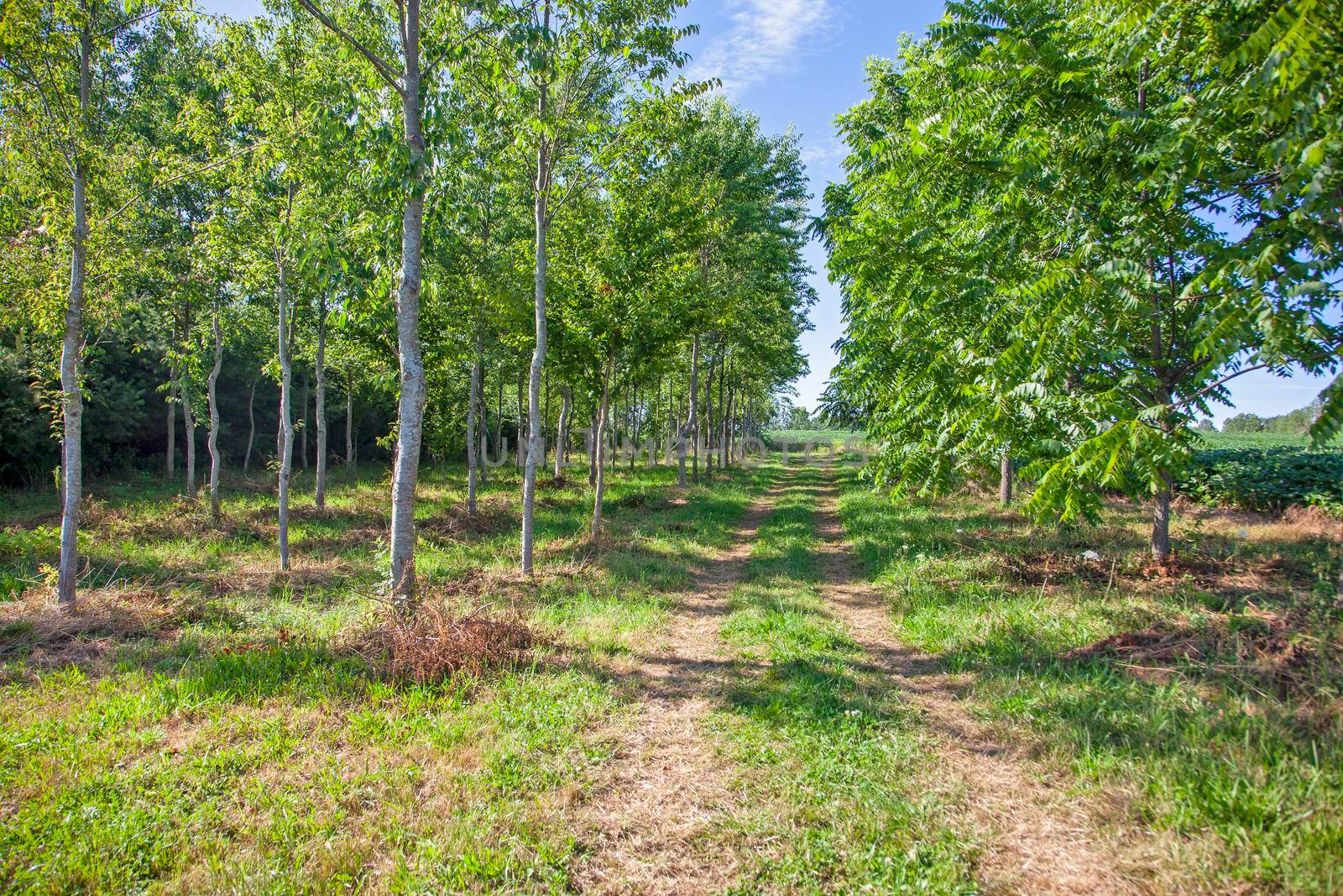 a quiet peaceful scene among tall skinny trees in the summer 