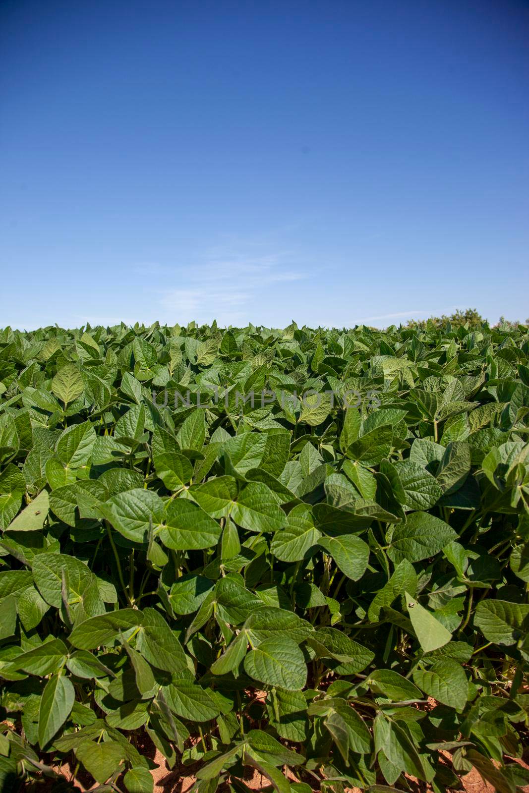 soy field against blue sky  by rustycanuck