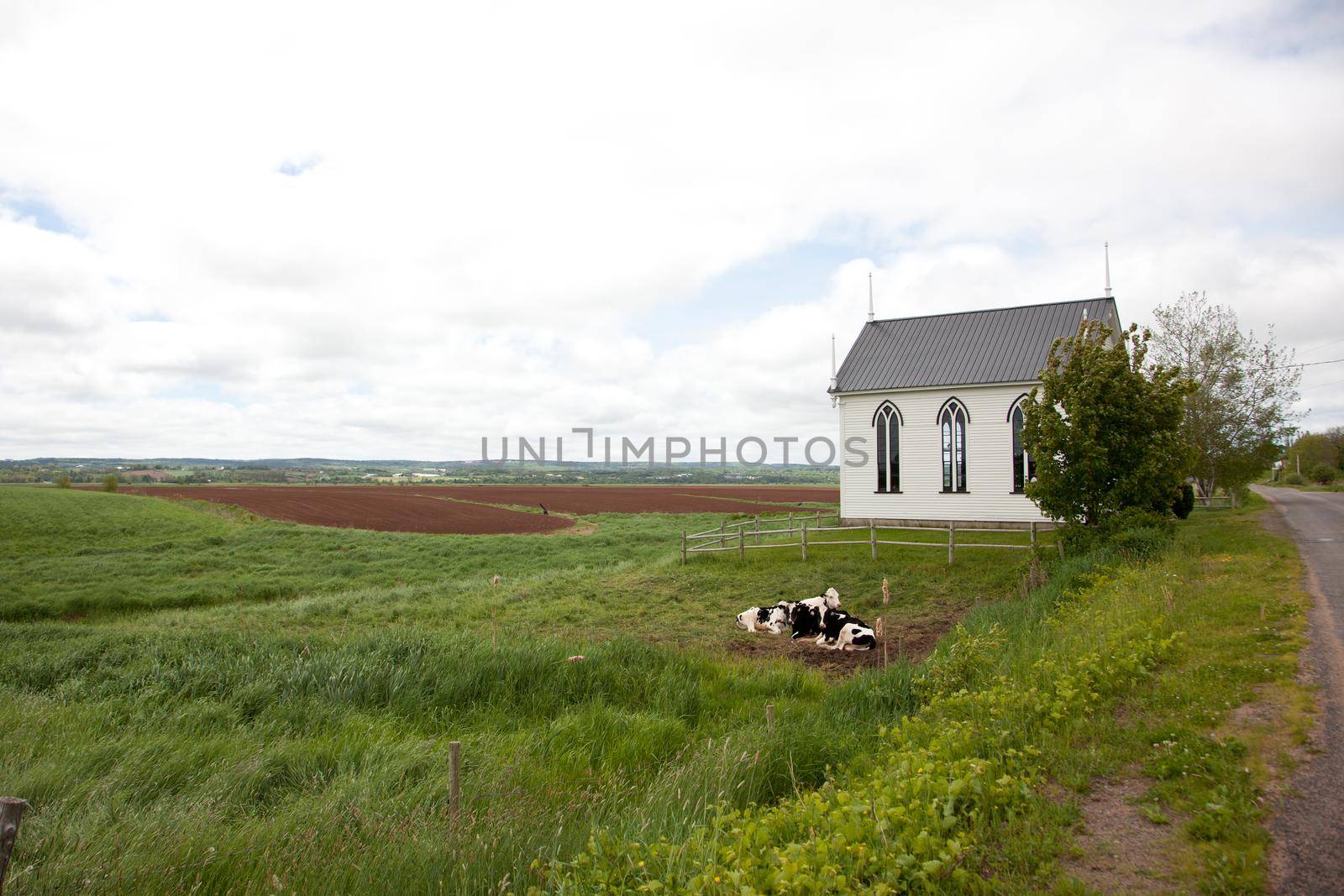 A little white church on a dirt road with cows lying beside on a spring day 