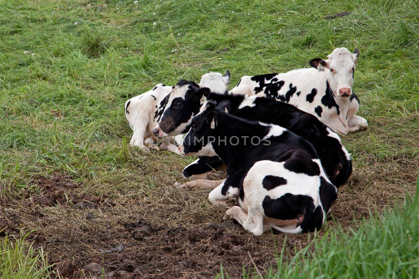 Cows with tags relax  by rustycanuck
