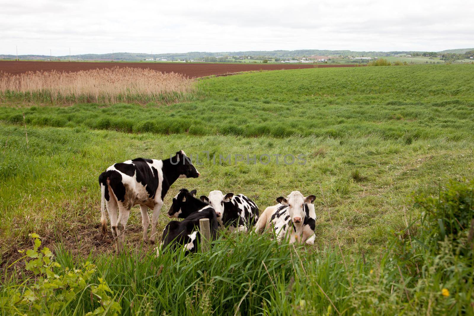 Black and white cows stand and lay down in the foreground of a long agricultural field 