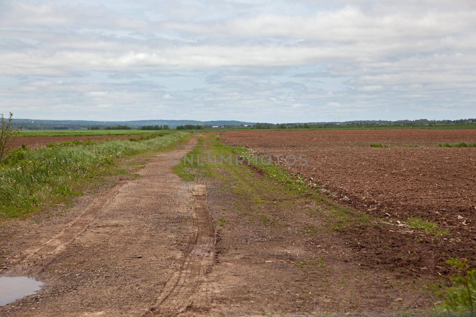  A dirt road leads through agriculture land, fields and crops