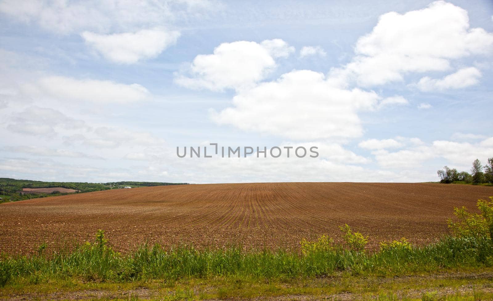 Long brown dirt field with rows of planted crop against a blue sky and clouds 