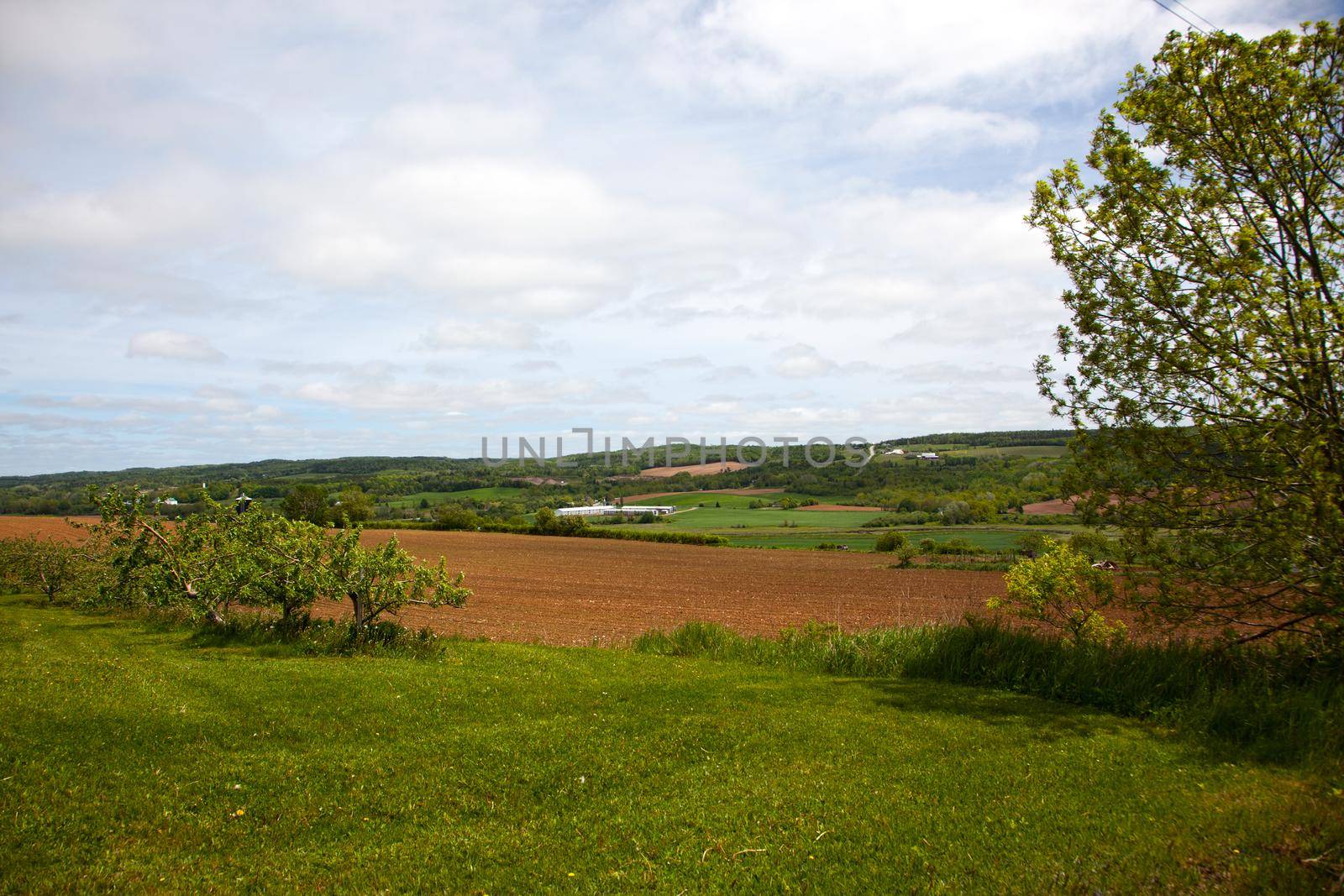 Farmland, hillside with apple trees and rolling canadian rural vistas 