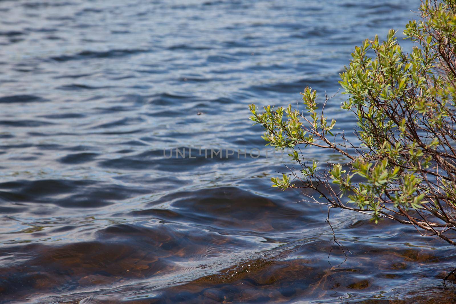 A little green plant blooms beside a lake or river in the glistening sunshine 