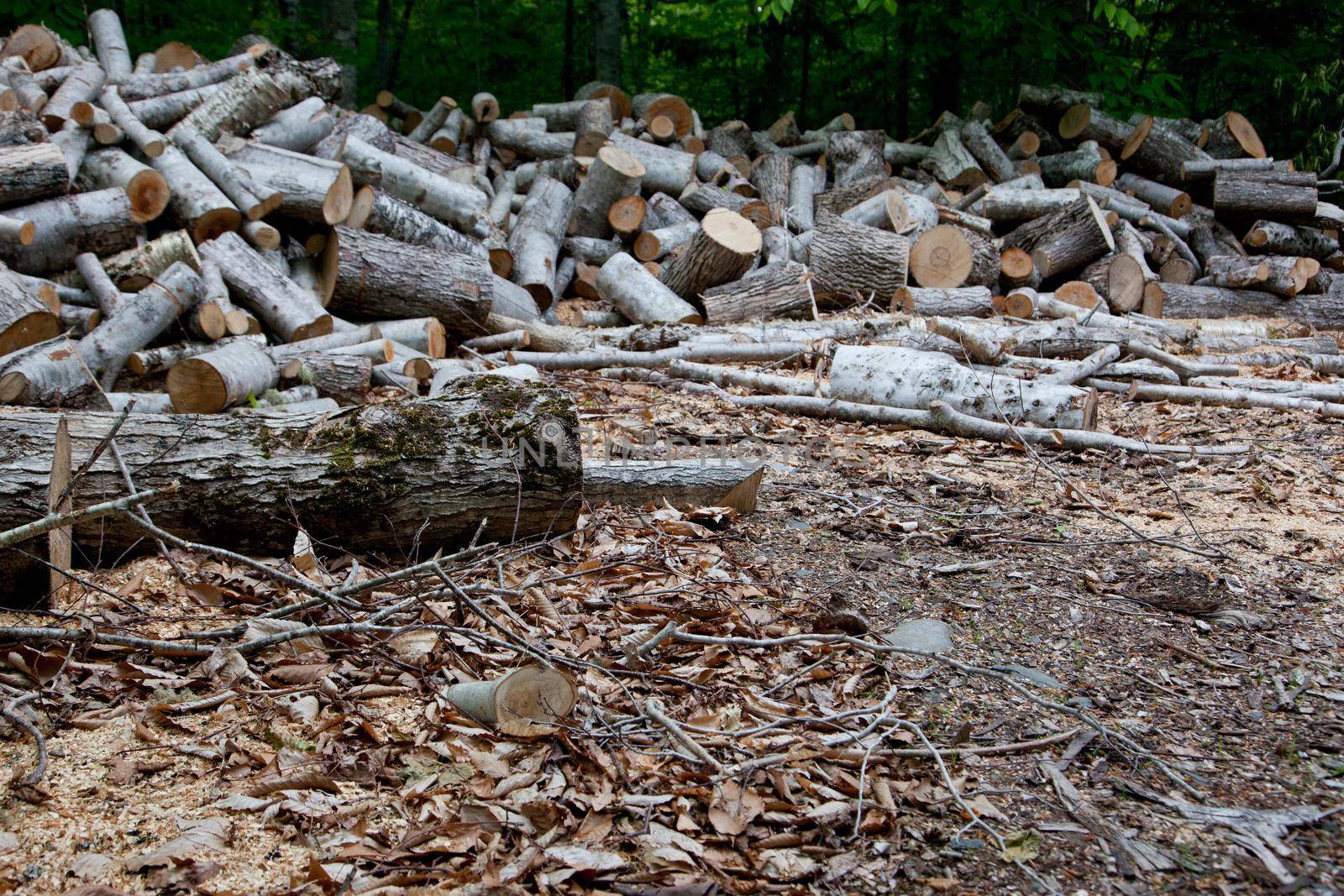 Chopped logs lay around the woods  by rustycanuck