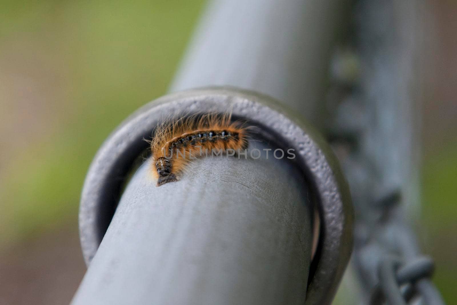  A fuzzy brown and black caterpillar curls around and slinks along a metal fence 