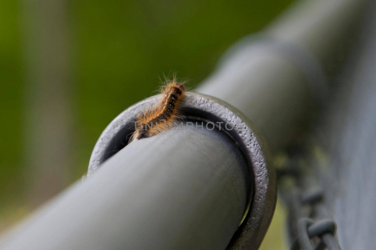 Caterpillar tries to climb up over a metal fence 