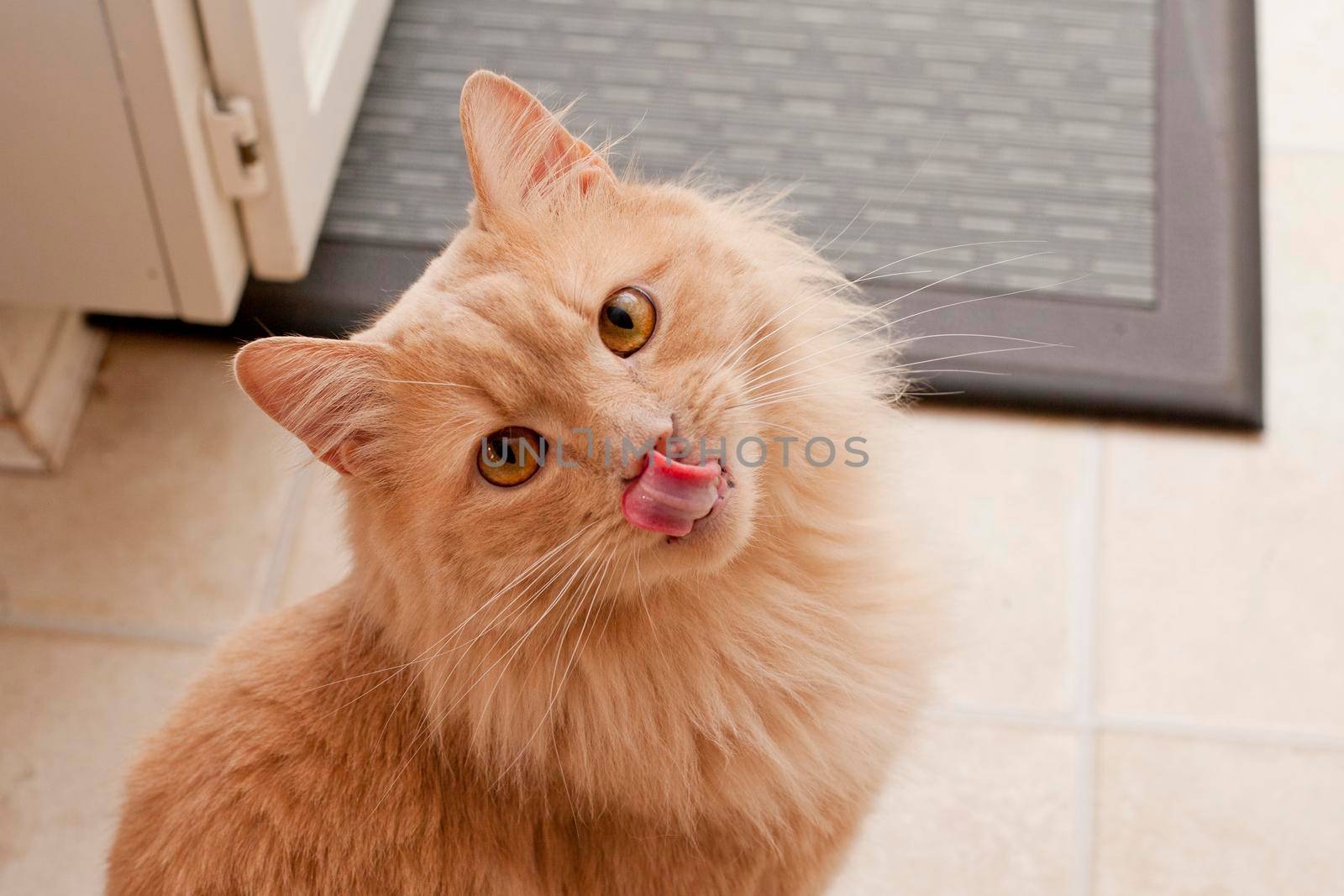 A cat seems to be mocking you, sticking its tongue out