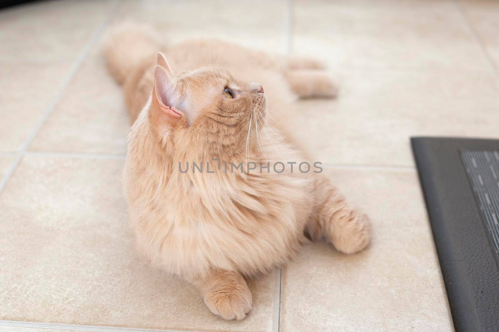 Orange cat lays on its side, posing and relaxing on a tile floor 