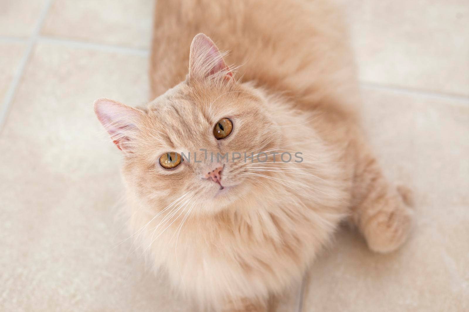  A beautiful fluffy buff cat poses on the floor 