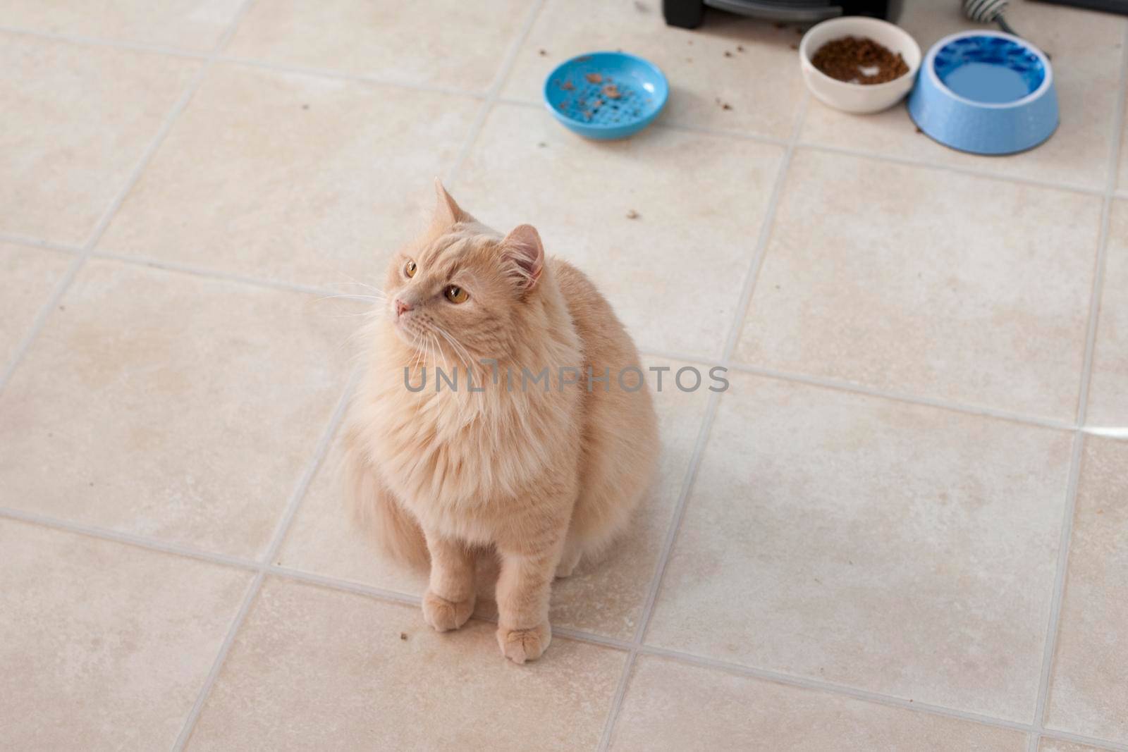  An orange cat sits in front of food dishes