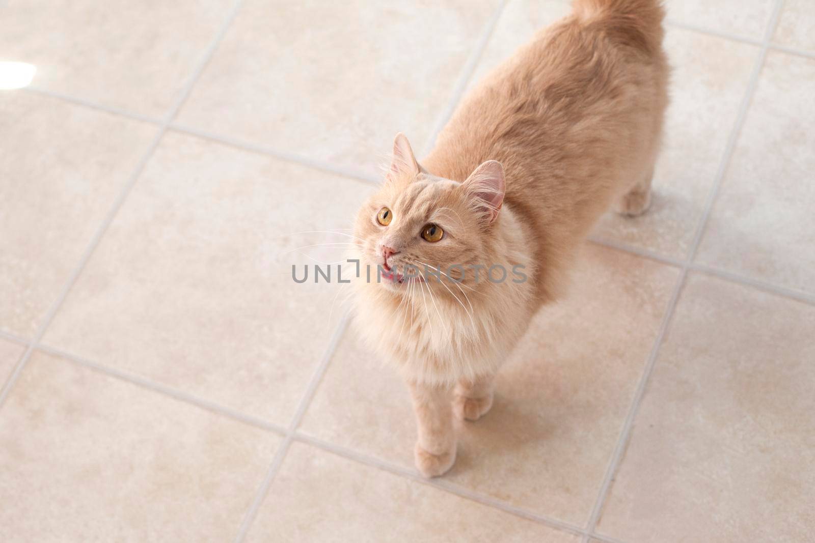 Orange cat stands on floor with mouth open making meow or chittering 