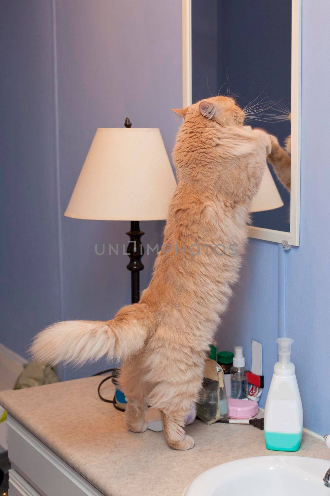 A silly cat checks out its reflection in the bathroom mirror 