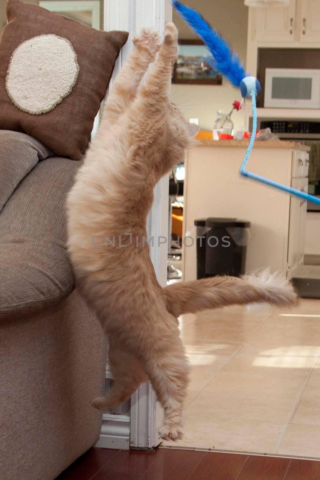  A cat is being silly jumping high off the ground chasing a toy 