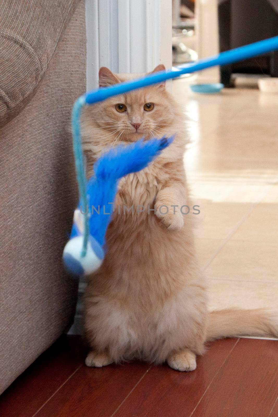 Cat stands on hind legs looking at a blue feather ball toy, ready to pounce
