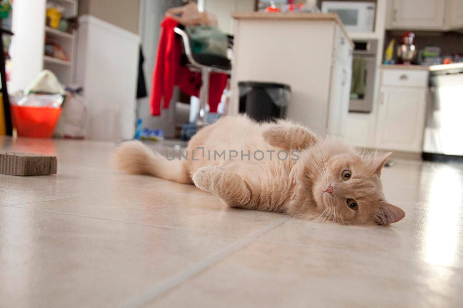 Cat lays on the floor waiting for someone to notice it 