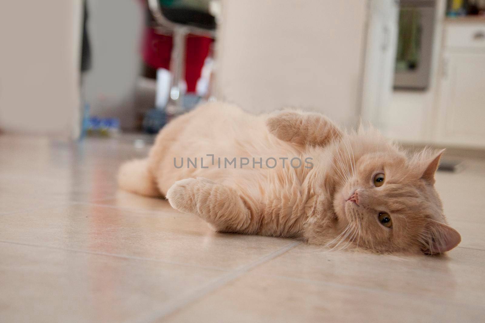 An orange cat lays lazily on the floor looking at the camera 