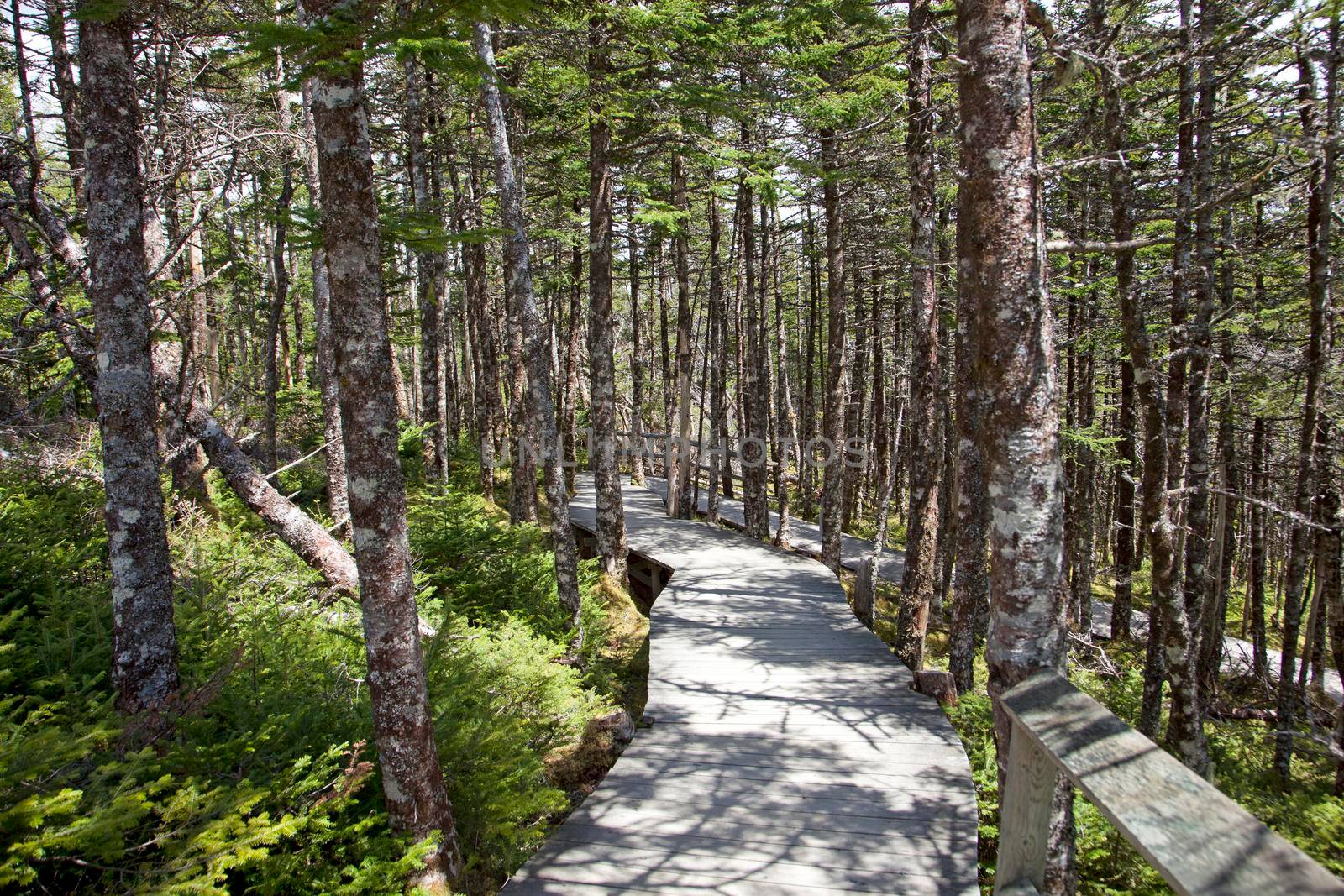 Wooded boardwalk in forest by rustycanuck