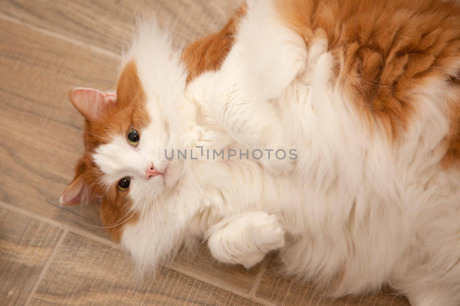  Fluffy white and orange cat poses laying on its back, waiting for attention 