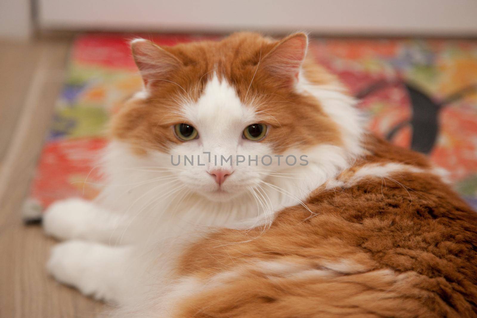  White and orange fluffy cat sits on a carpet, looking at you 