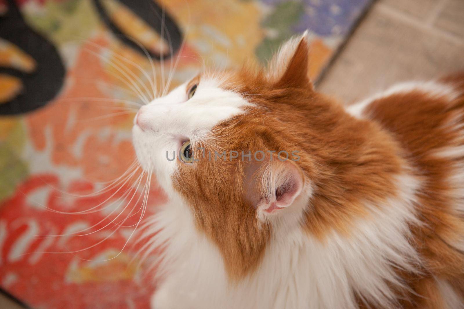 A fluffy cat portrait with colorful rug in background