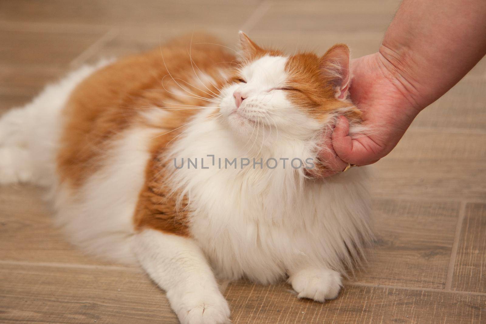An orange and white cat purrs happily while being petted