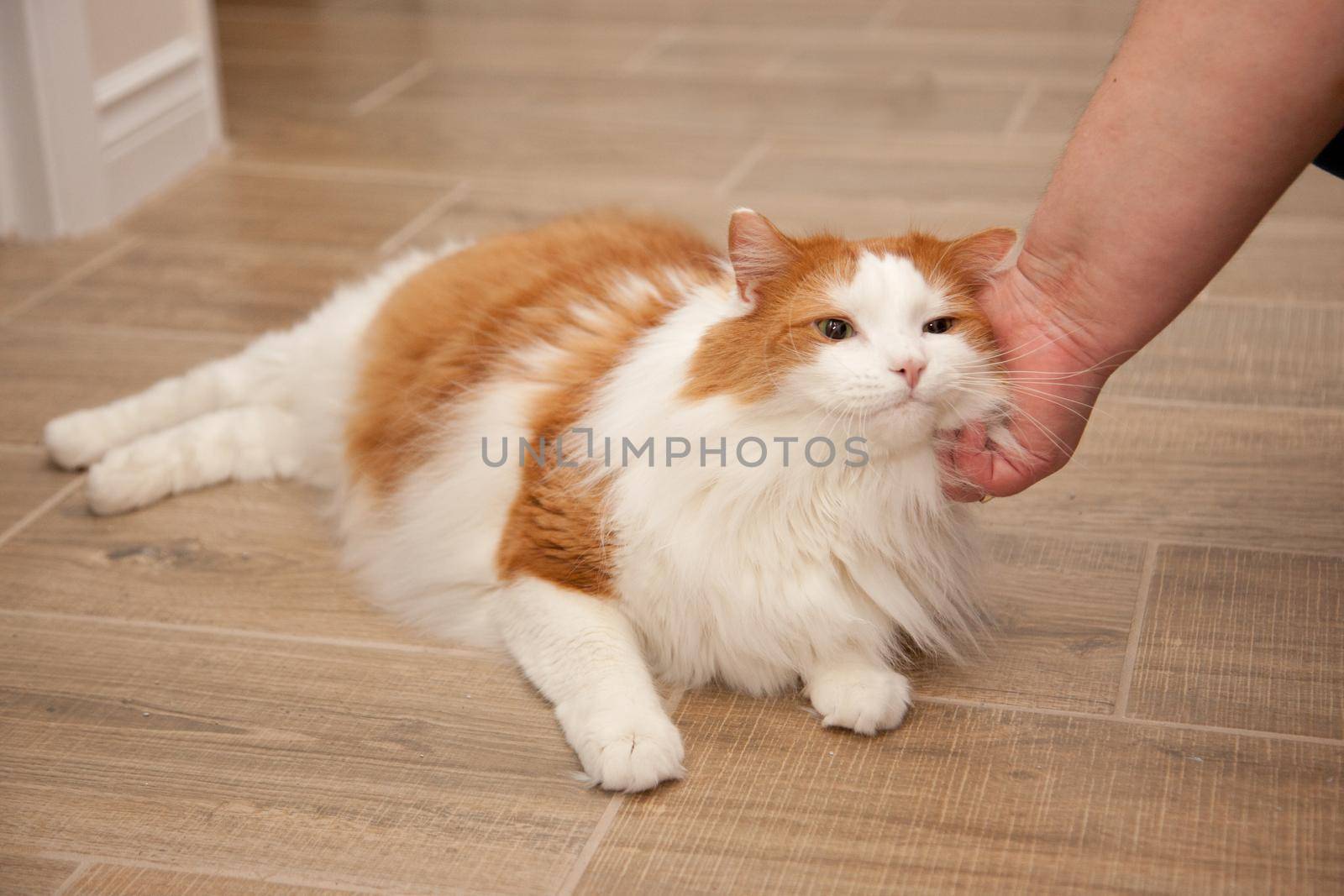 An orange and white cat allows its owner to stroke its fur
