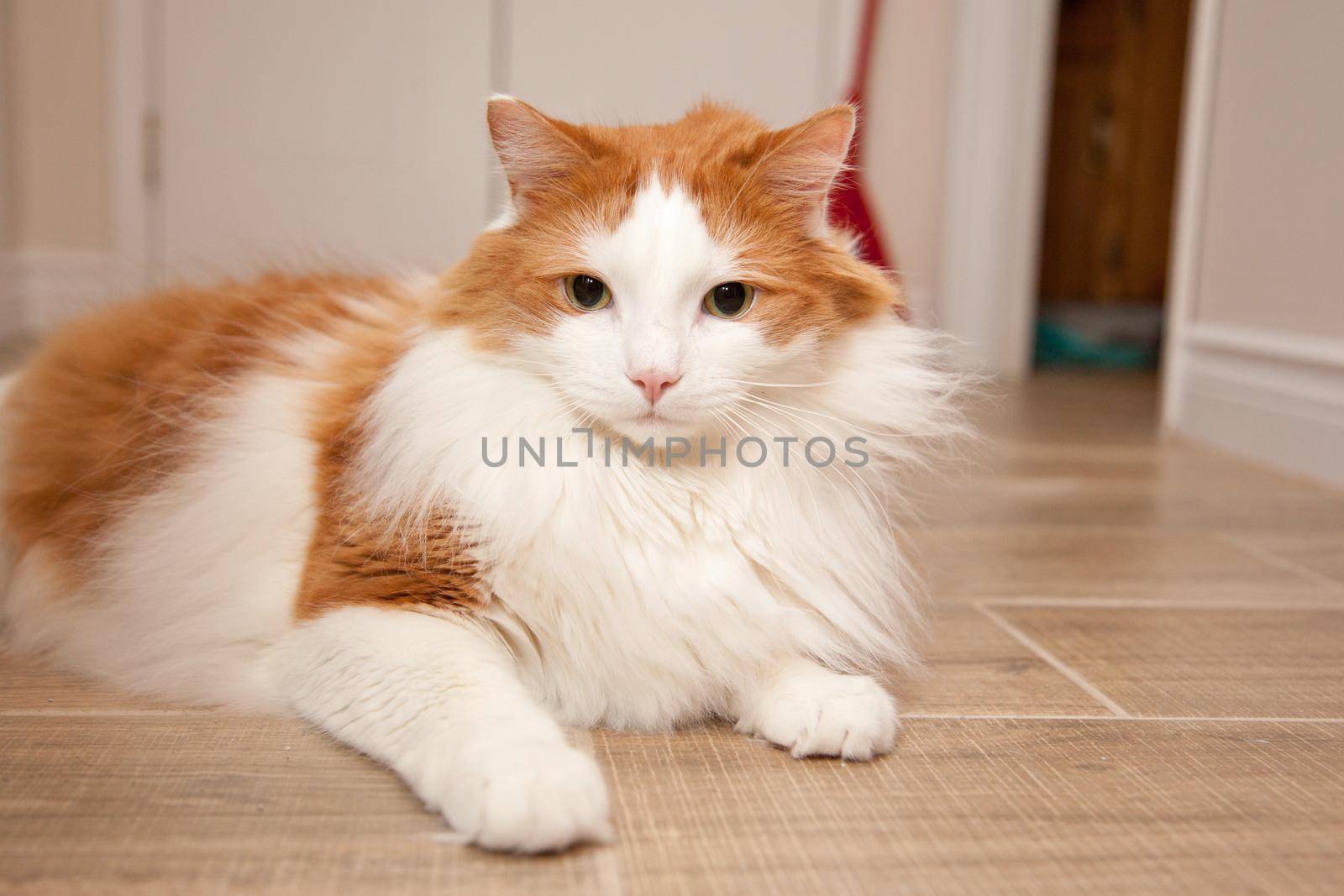 A fluffy orange and white cat laying on the floor at home 